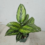 칼라데아 뷰티스타 소품 : 이명희플라워