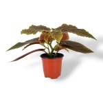 베네수엘라 베고니아 8cm 포트 : 도도베고니아