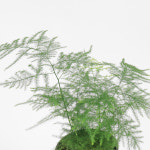 마이플랜트 아스파라거스 나누스 소형 공기정화식물 실내화초 홈가드닝 : 마이플랜트