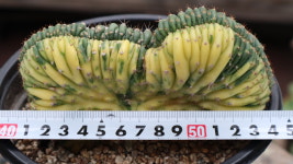 큰 사이즈 대능주금철화 다육이금 희귀다육 : 햇살네다육마을