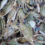 KS푸드 연평도 활 암꽃게 1kg(4-6미) , 빙장포장 제철 활꽃게 : KS푸드컴퍼니