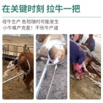 분만보조기 축산용품 송아지 견인 집게 브래킷 분만줄 : 포레진글로벌