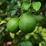 레몬 GAP인증 제주 레몬 유기농 레몬수 레몬즙 5kg : 한라보라