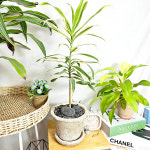 와이키키농장 드라세나 송오브인디아 축하 화분 공기정화 인테리어 플랜테리어 식물 빈티지 감성 : 와이키키 농장