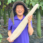 만채농장 국산천연수세미 제로웨이스트 프리미엄 : 만채농장