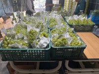 김천 고당도 샤인머스켓 프리미엄 선물세트 2kg 4kg : 윤채 농장