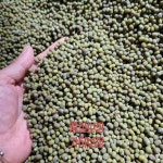 녹두 24년 햇 수확 산지직송 250g [국산(부안군)] : 노을농부