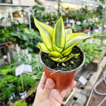 와이키키농장 식물만 산세베리아 골드 하니 슈퍼바 공기정화 반려 플랜테리어 반려 반음지 선물 : 와이키키 농장