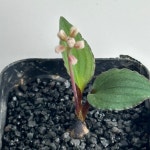 아프리카식물/드리미옵시스 다비드소니아 4415 아프리카농장 : 아프리카 농장