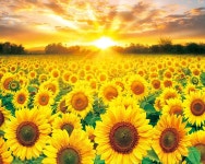 해바라기 아침인사 1000피스 직소퍼즐 풍경 정물 만화 : 샵이공이