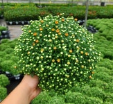 국화 풍성한 가을꽃 소국 가든멈 : 그리너리 농장