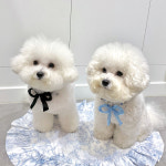에클라 빅리본 강아지목걸이 오스트리아 스톤 인식표 애견악세사리 : 컴피무아