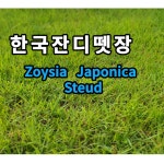 한국 잔디뗏장 18-18-2cm 25장 천연 묘지 정원잔디 산소 잔듸 : 광림아그로