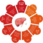 간보호제 간보조제 실리마린효능 만성피로영양제 밀크씨유 : 9988상점