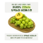 최대22brix 토력농장 샤인머스켓 고당도 보장 고객감사 초특가 진행 : 토력농장