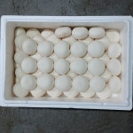 정품 3번 4번 못난이 꼬마 파치 양송이 2kg 1kg : 동경양송이