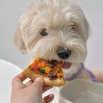 댕피자 강아지 수제간식 애견 생일파티 유치원 1P : 댕앗간