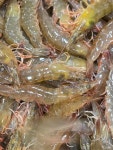 국내산 활왕새우 신안 활 흰다리새우 2kg : 해진이네농수산