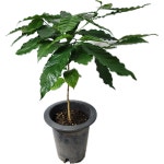 커피나무 카페식물 반려식물 중품 랜덤발송 약 60cm : 단골 플라워 가든