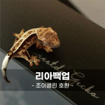 리아백업 조이클린 호환 - 크레스티드게코 크레 도마뱀 아크릴백업 : carvemind