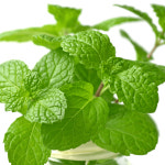 푸레아 국내산 생 레몬밤 허브 7g 식용허브 가니쉬 음료베이스 베이킹재료 : 푸레아