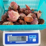 산지직송 경남 고성 홍가리비 1kg 24미 내외 제철 조개구이 : 스마트연쇄점