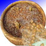 지리산산골 국산 청국장 시골집 옛날 재래식 전통 국산콩 무염 생청국장 5섯팩 1kg : 참살이장터