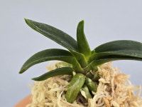 풍란/풍란부귀란(명옥 완성분) : 꽃밭에서 난원