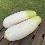 (10kg/Box) 수입 무 수입산 세척무우 세척 무 식자재 : 하늘푸드