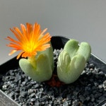 아프리카식물/코노피튬 빌로붐 5두 4470 아프리카농장 : 아프리카 농장