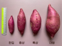 해남 밤고구마 진율미 한입 중상 특상 대왕 3kg 5kg 10kg 겨울철 간식 햇고구마 : 좋은열매 농장