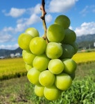 속리산 샤인머스켓 3kg (4~6송이)선물용 : 아름드리 농장