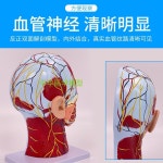 안면근육모형 인체 두개골 신경 구조 의사 실습 과학실 마사지 병원 얼굴 해부 현관 머리 신경 혈관 분포 모델 : 보하구매대행