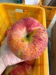 햇터농장 홍로5kg GAP 저탄소인증 햇사과 함양 고랭지 꿀사과 (정과 못난이 혼합과) : 정오의마켓