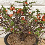 장수매화 - 홍장수매화 분재150 : 샬롬꽃농원