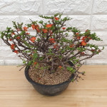 장수매화 - 홍장수매화 분재150 : 샬롬꽃농원