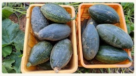 농장직송 만차랑 단호박 5kg 이내 비타민이 풍부한 단호박 : 참샘골호박농원