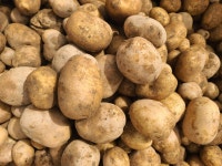 강원도 유기농 감자 햇감자 3kg : 평생팜