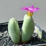 아프리카식물/코노피튬 빌로붐 2두 4471 아프리카농장 : 아프리카 농장