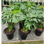 몬스테라(식구가 있네요) 대품 높이 50~70CM : 범수농장