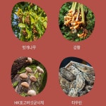 간비타민 간기능개선 밀크씨슬효과 밀크시슬영양제 실리마린효능 : 가보N