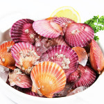국산 당일조업 살통통 제철 홍가리비 1kg 통영직송 : 대성수산 신선수산물