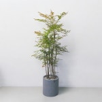 남천 나무 화분쇼핑 개업 축하화분 공기정화 실내식물추천 : 브라더가든