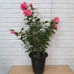 동백-예쁜핑크색85 : 샬롬꽃농원