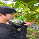 샤인머스켓, 김천샤인머스켓, 샤인머스켓 제철 : 건강딱농장