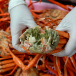 선주직송 포항 구룡포 연지 홍게 3kg 실속형 : 위씨네장모님