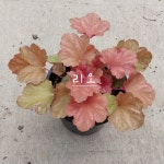 휴케라 리오 (Heuchera Rio) : 용오름농장