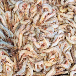 국산 신진도 새우 자연산 대하 암대하 1kg+1kg : 신진도수산