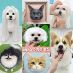 반려동물양모초상화지도사 1급 : 펫인펠트