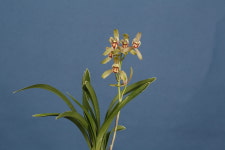 [사계란] 달마복륜 (2촉) : 금향난농원